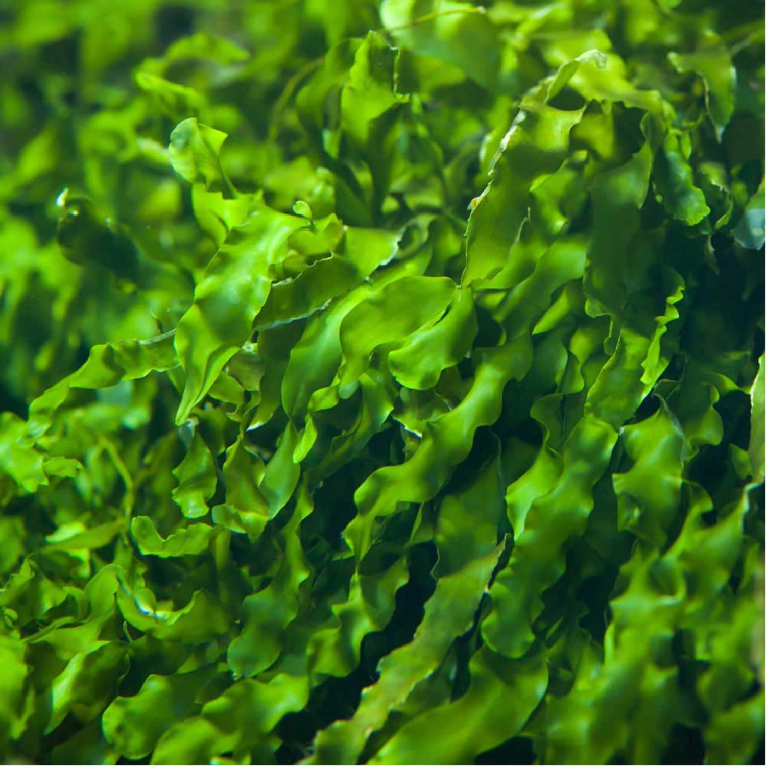Close-up view of vibrant green seaweed underwater.