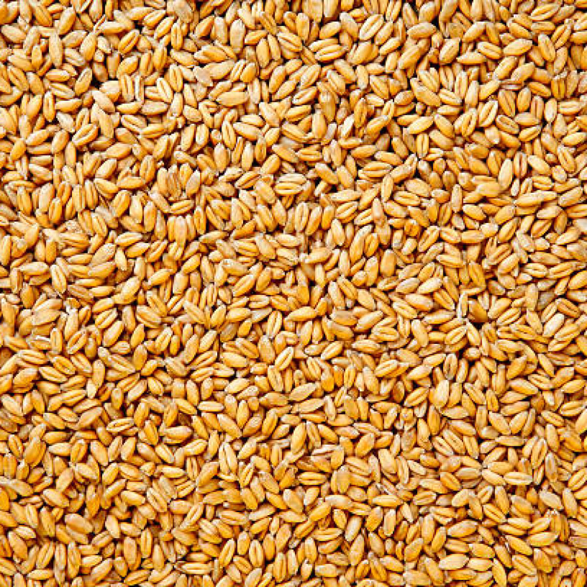 A close-up of a pile of wheat grains.