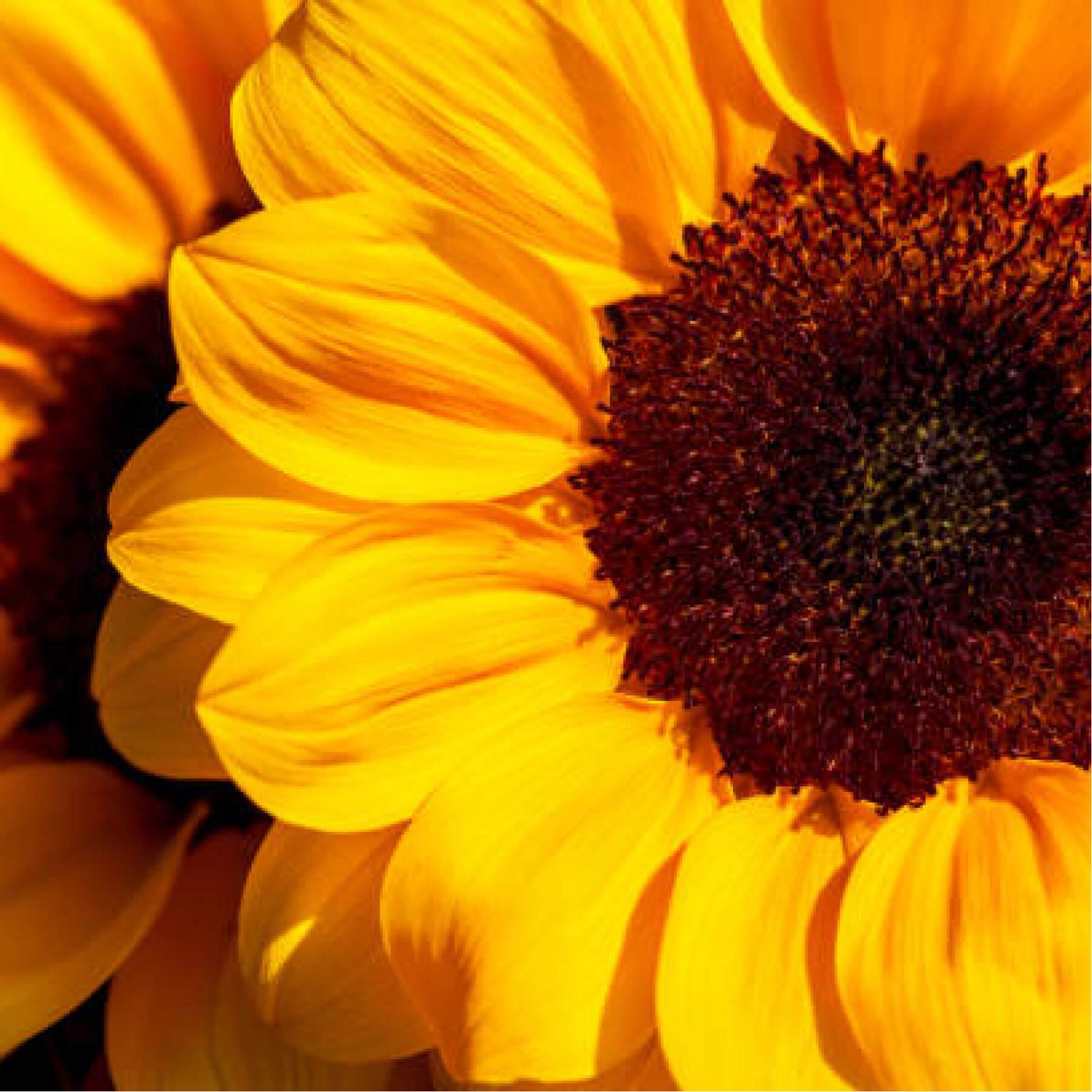 Close-up of a vibrant yellow sunflower with a dark center.