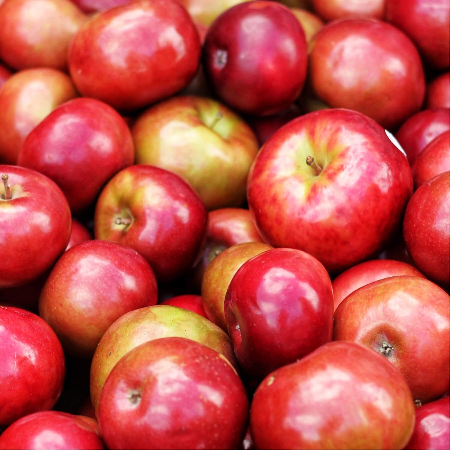 Close-up of a green apple with water droplets.